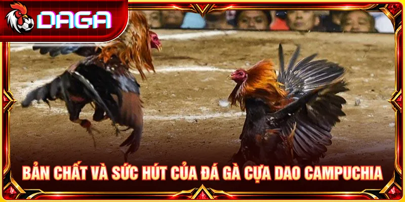 Bản chất và sức hút của đá gà cựa dao Campuchia qua các trận đấu đối kháng