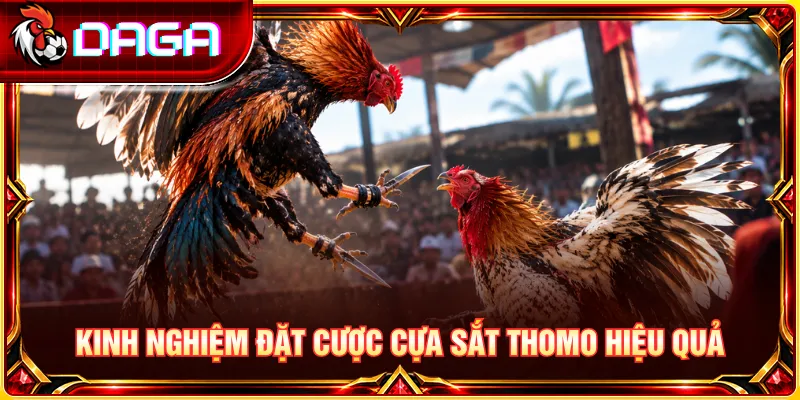 Chiến thuật cược đá gà cựa sắt Thomo tối ưu hiệu quả