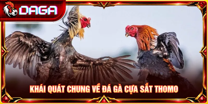 Đá gà cựa sắt Thomo duy trì cuộc tranh tài kịch tính