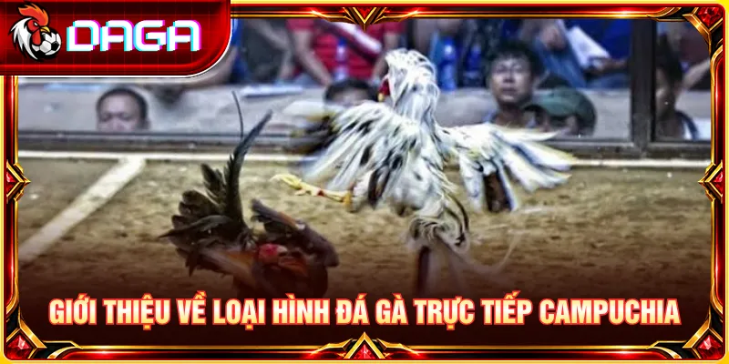 Đá gà trực tiếp Campuchia với đấu trường cực sôi động