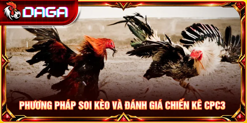 Đánh giá thể trạng, lịch sử thi đấu và đặc điểm chiến kê CPC3 qua góc nhìn sư kê.