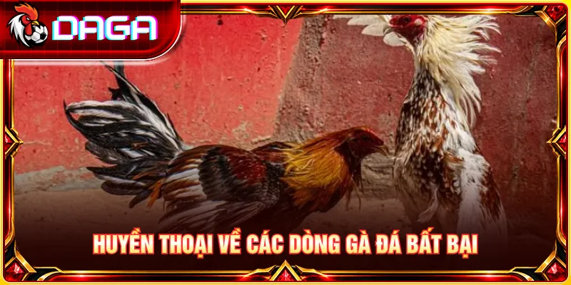 Khám phá khái niệm gà đá bất bại và những câu chuyện nổi tiếng về chiến kê huyền thoại