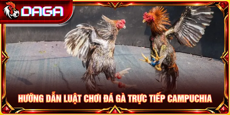 Nắm rõ toàn bộ cách chơi đá gà trực tiếp Campuchia 