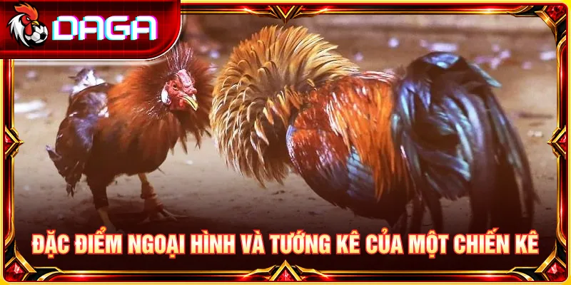 Nhận biết đặc điểm ngoại hình và tướng kê thường được nhắc đến ở gà chọi