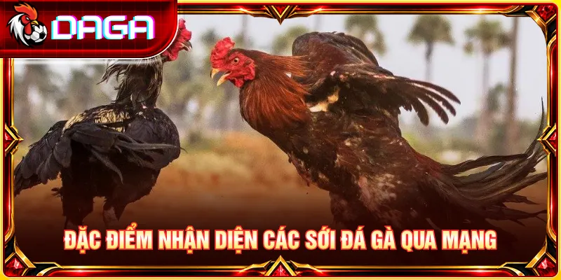 Nhận biết đặc trưng của các sới gà qua mạng dựa trên quy mô, luật đấu và cách tổ chức