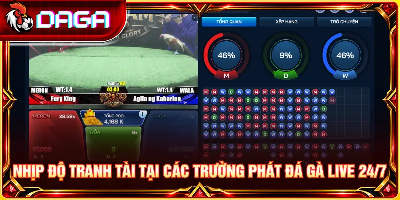 Nhịp độ thi đấu tại các trường gà phát sóng trực tiếp liên tục suốt ngày đêm.