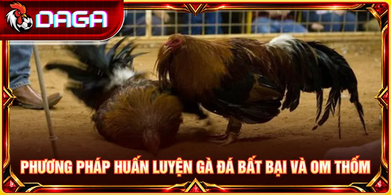 Tìm hiểu cách chăm sóc, dinh dưỡng và huấn luyện gà chọi theo kinh nghiệm dân gian
