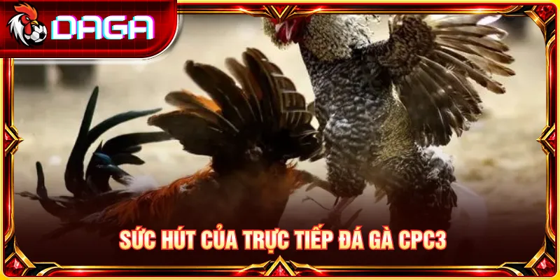 Tổng quan sới gà CPC3 và sức hút từ các trận đấu được phát sóng trực tiếp.