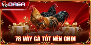 78 vảy gà tốt nên chọi