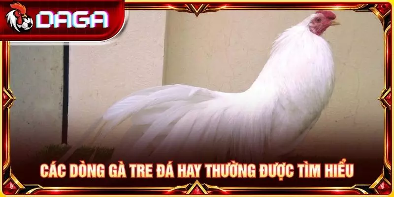 Gà Tre Đá Hay Là Gì? Đặc Điểm Nhận Biết Người Mới Cần Biết Các dòng gà tre đá hay thường được tìm hiểu