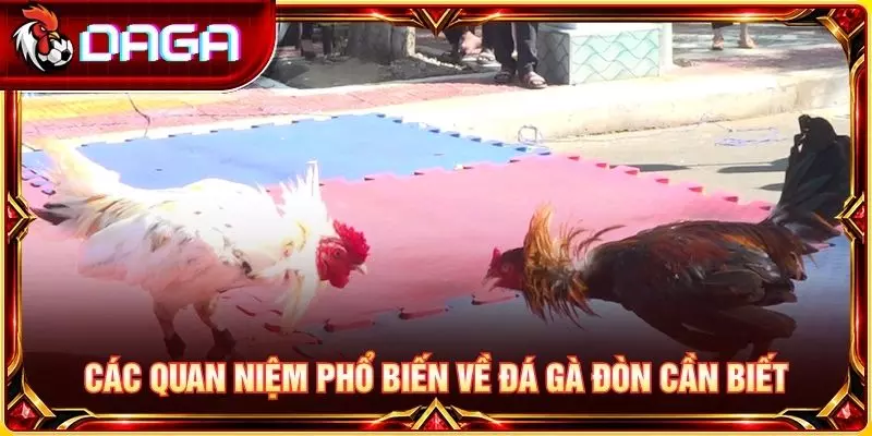 Giải Đáp Các Thắc Mắc Phổ Biến Về Đá Gà Đòn Cho Người Mới Các quan niệm phổ biến về đá gà đòn cần biết