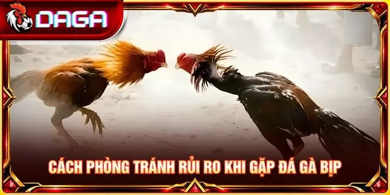Cách phòng tránh rủi ro khi gặp đá gà bịp