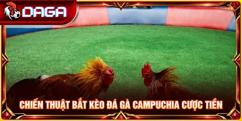 Chiến thuật bắt kèo đá gà campuchia cược tiền