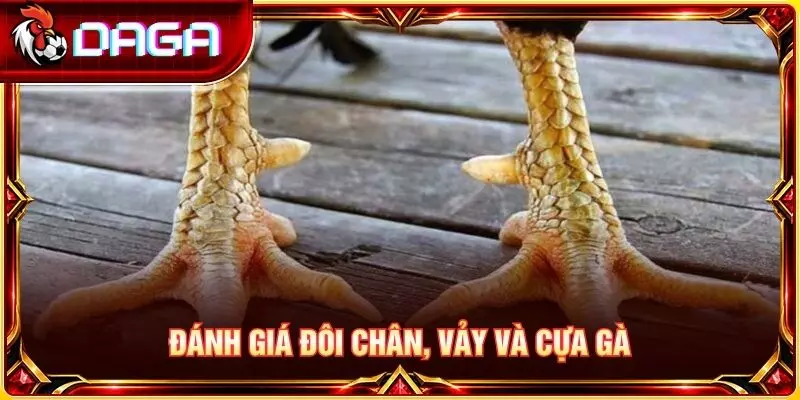 Đánh giá đôi chân, vảy và cựa gà