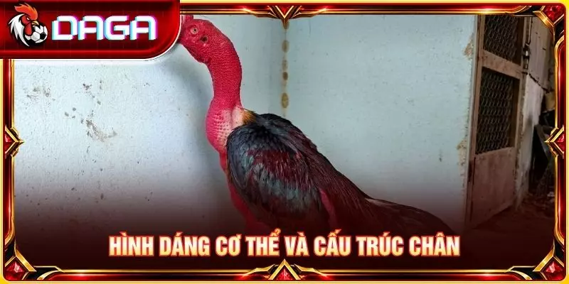 Giải Đáp Các Thắc Mắc Phổ Biến Về Đá Gà Đòn Cho Người Mới Hình dáng cơ thể và cấu trúc chân