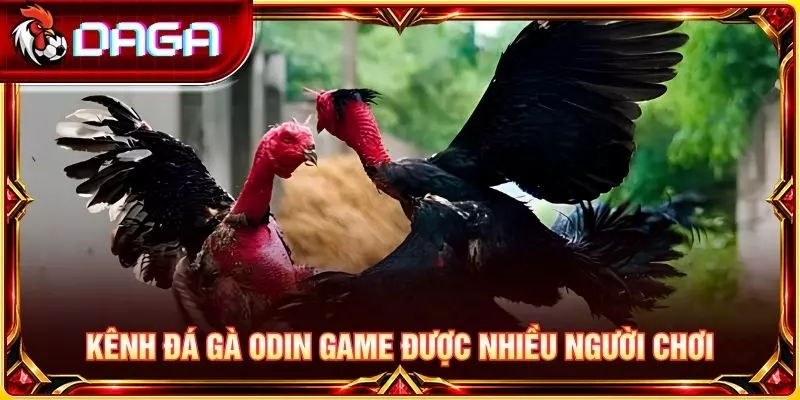 Kênh đá gà Odin game được nhiều người chơi