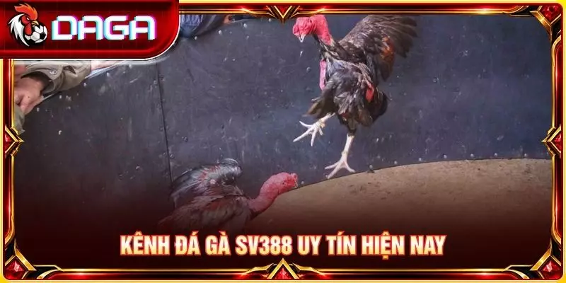 Kênh đá gà SV388 uy tín hiện nay