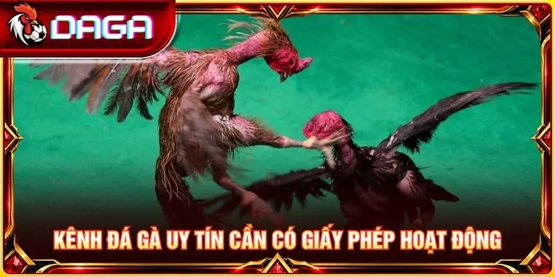 Kênh đá gà uy tín cần có giấy phép hoạt động