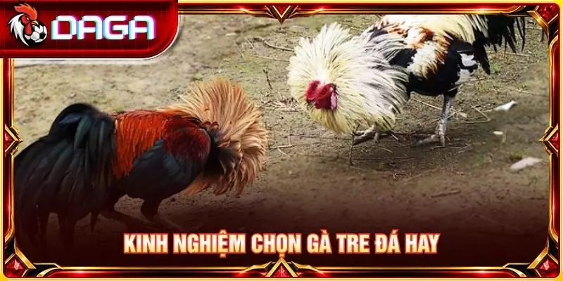 Gà Tre Đá Hay Là Gì? Đặc Điểm Nhận Biết Người Mới Cần Biết Kinh nghiệm chọn gà tre đá hay