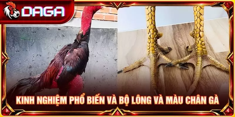 Kinh nghiệm phổ biến và bộ lông và màu chân gà