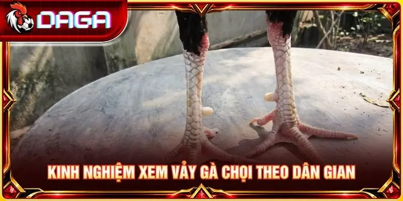 78 Vảy Gà Tốt Nên Chọi - Tổng Hợp Loại Vảy Được Quan Tâm Kinh nghiệm xem vảy gà chọi theo dân gian