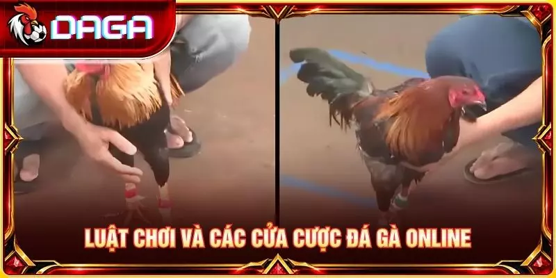 Luật chơi và các cửa cược đá gà online