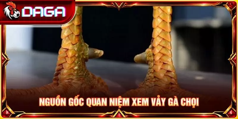 78 Vảy Gà Tốt Nên Chọi - Tổng Hợp Loại Vảy Được Quan Tâm Nguồn gốc quan niệm xem vảy gà chọi