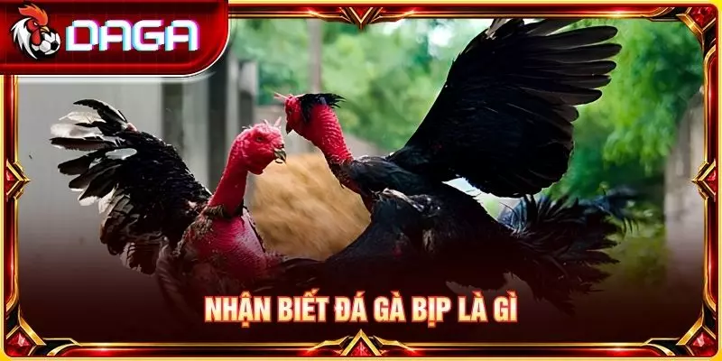 Nhận biết đá gà bịp là gì