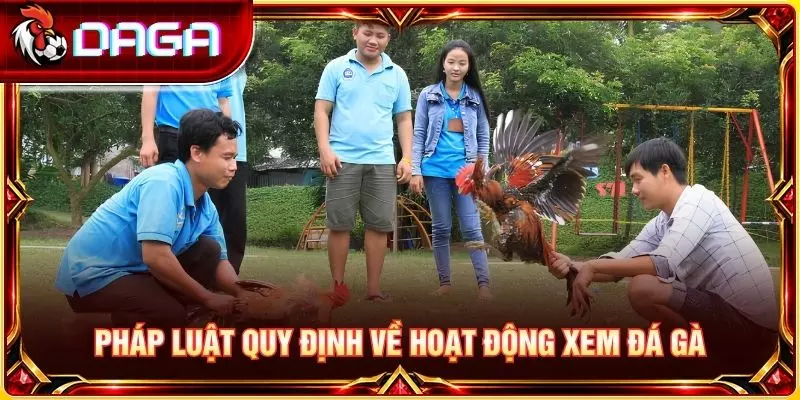 Xem Đá Gà Có Bị Phạt Không? Quy Định Pháp Luật Cần Biết Pháp luật quy định về hoạt động xem đá gà