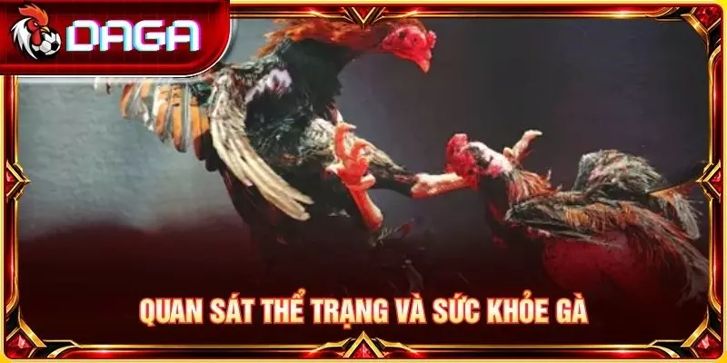 Quan sát thể trạng và sức khỏe gà
