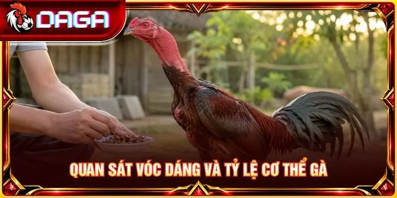 Quan sát vóc dáng và tỷ lệ cơ thể gà