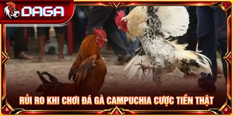 Rủi ro khi chơi đá gà campuchia cược tiền thật