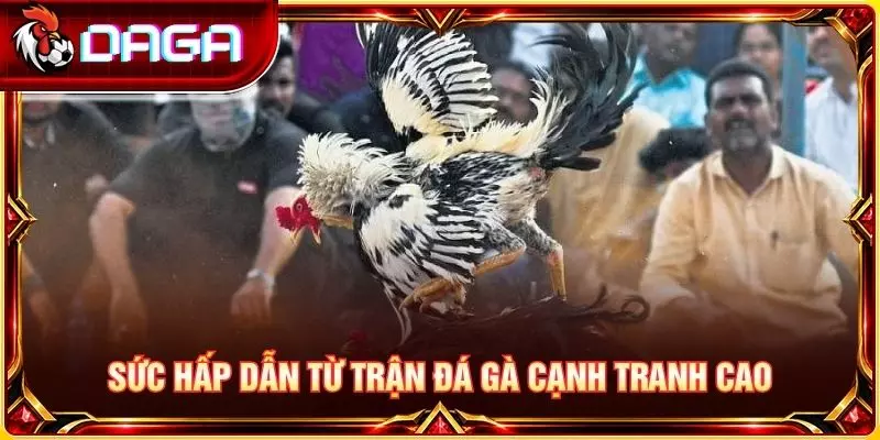 Sức hấp dẫn từ trận đá gà cạnh tranh cao