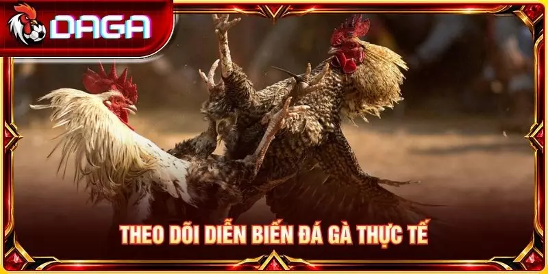 Theo dõi diễn biến đá gà thực tế