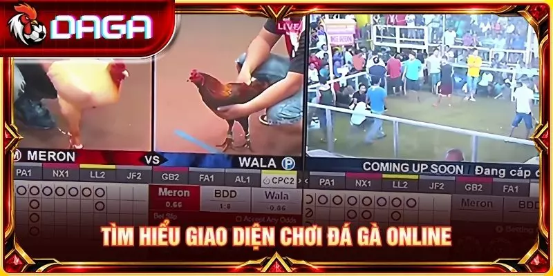 Tìm hiểu giao diện chơi đá gà online