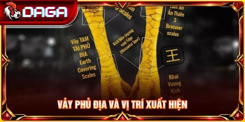 78 Vảy Gà Tốt Nên Chọi - Tổng Hợp Loại Vảy Được Quan Tâm Vảy phủ địa và vị trí xuất hiện
