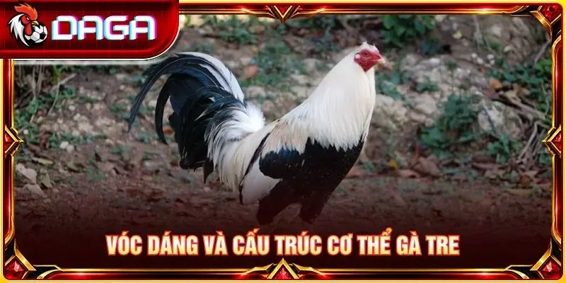 Gà Tre Đá Hay Là Gì? Đặc Điểm Nhận Biết Người Mới Cần Biết Vóc dáng và cấu trúc cơ thể gà tre