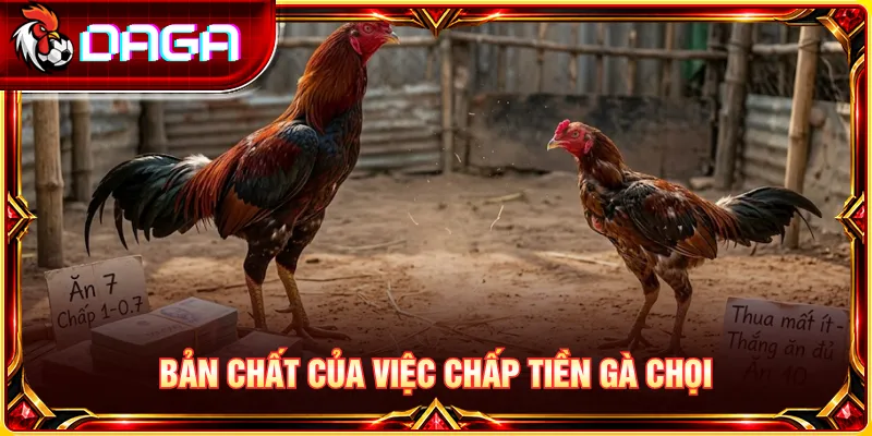 Bản chất chấp tiền gà chọi và những yếu tố quyết định mức chênh lệch