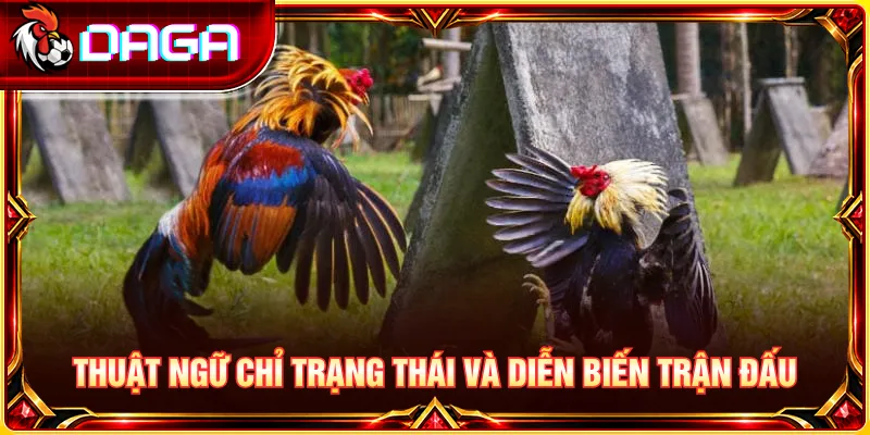 Các thuật ngữ mô tả trạng thái và diễn biến trận đấu đá gà.