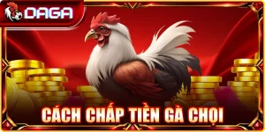 Cách chấp tiền gà chọi