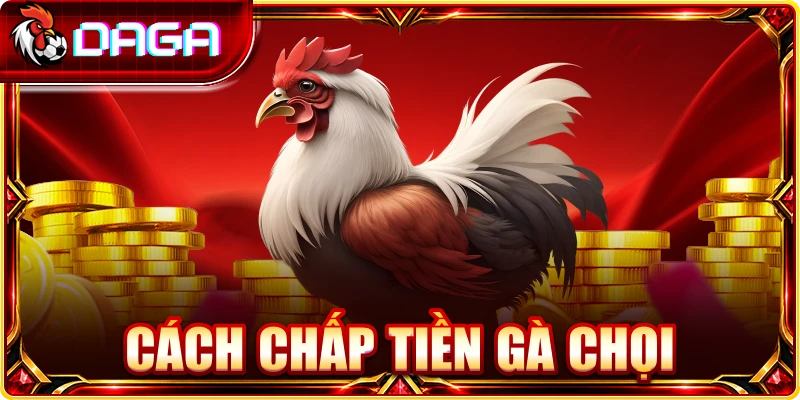 Cách chấp tiền gà chọi