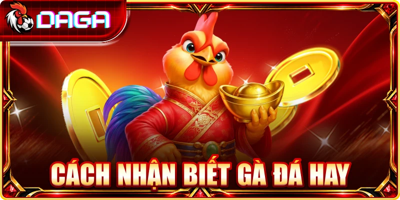 Cách nhận biết gà đá hay
