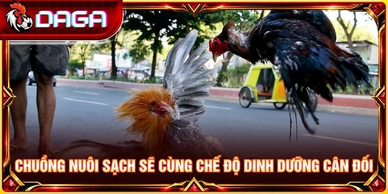 Chuồng nuôi sạch sẽ cùng chế độ dinh dưỡng cân đối