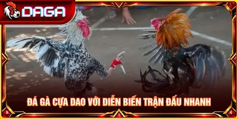 Đá gà cựa dao với diễn biến trận đấu nhanh