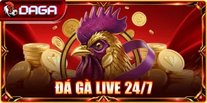 Đá gà live 24-7