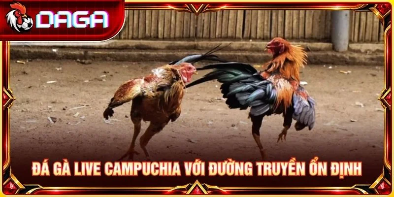 Đá gà live Campuchia với đường truyền ổn định
