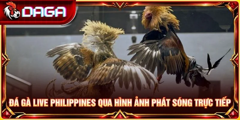 Đá Gà Live Philippines: Góc Nhìn Thực Tế Khi Theo Dõi Đá gà live Philippines qua hình ảnh phát sóng trực tiếp
