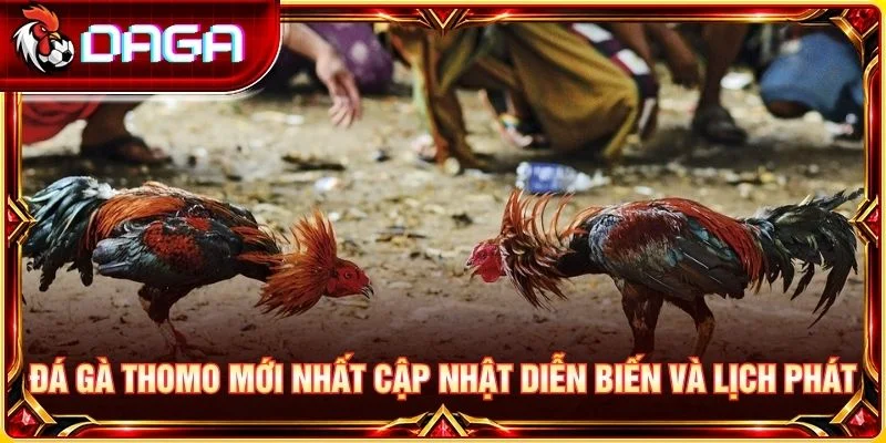 Đá gà Thomo mới nhất cập nhật diễn biến và lịch phát