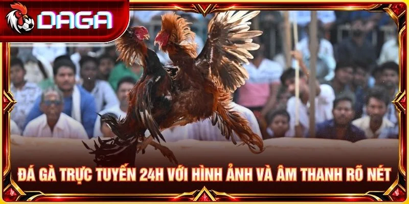 Đá gà trực tuyến 24h với hình ảnh và âm thanh rõ nét