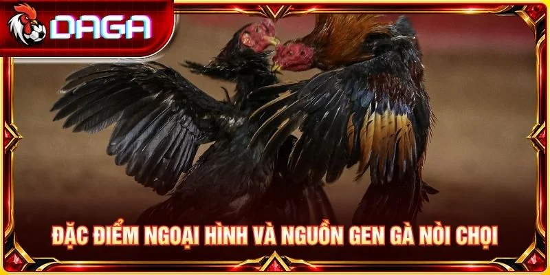 Đặc điểm ngoại hình và nguồn gen gà nòi chọi